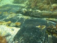 epave de la tartane  olbia